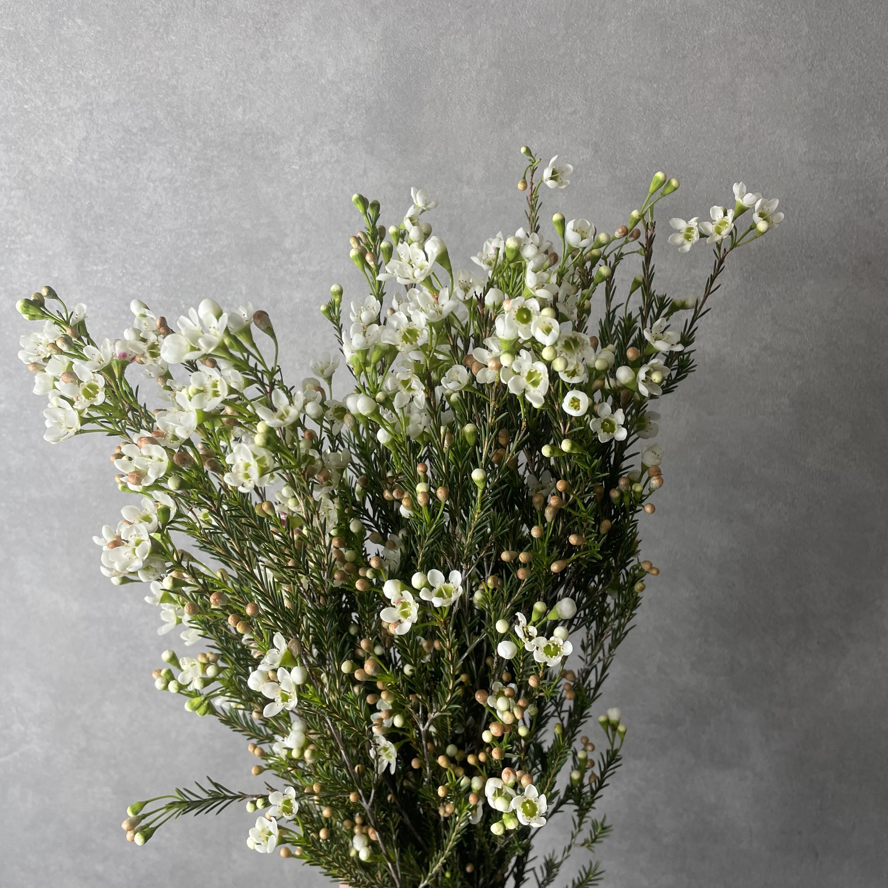 ワックスフラワー　エスペランス　 80-70