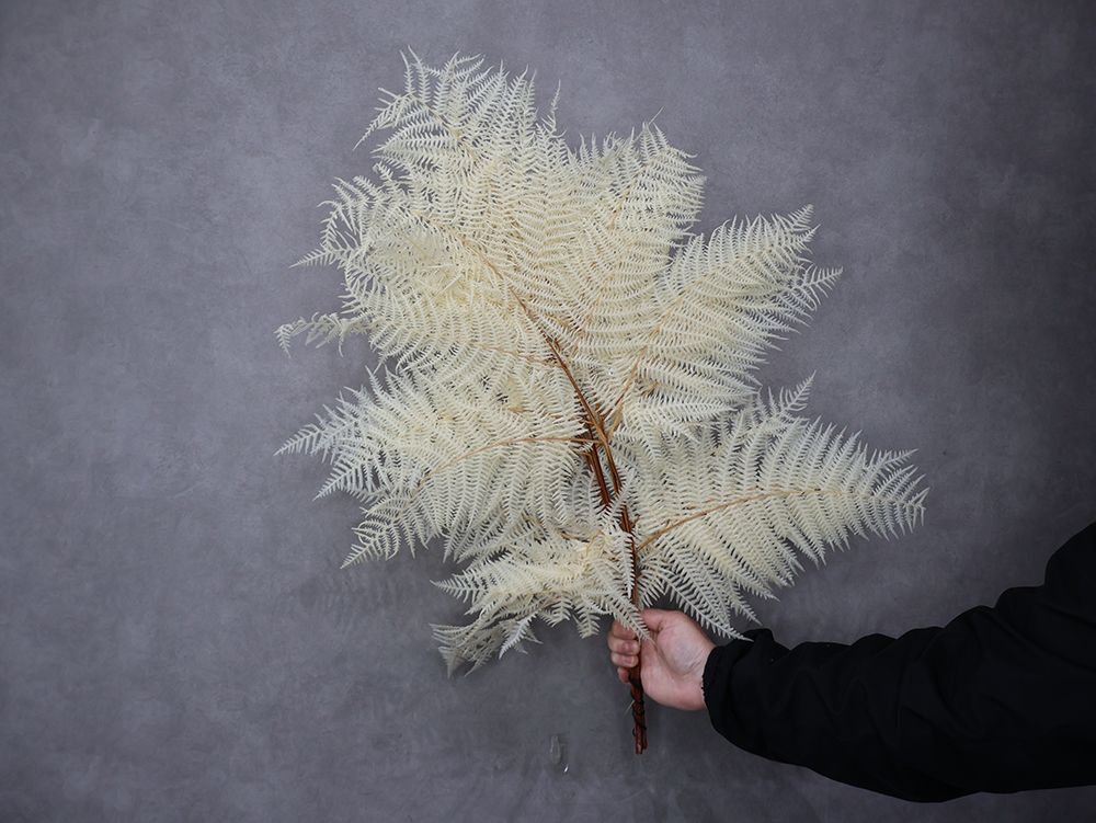 加工品 シダ　ワラビ　ブリーチ
