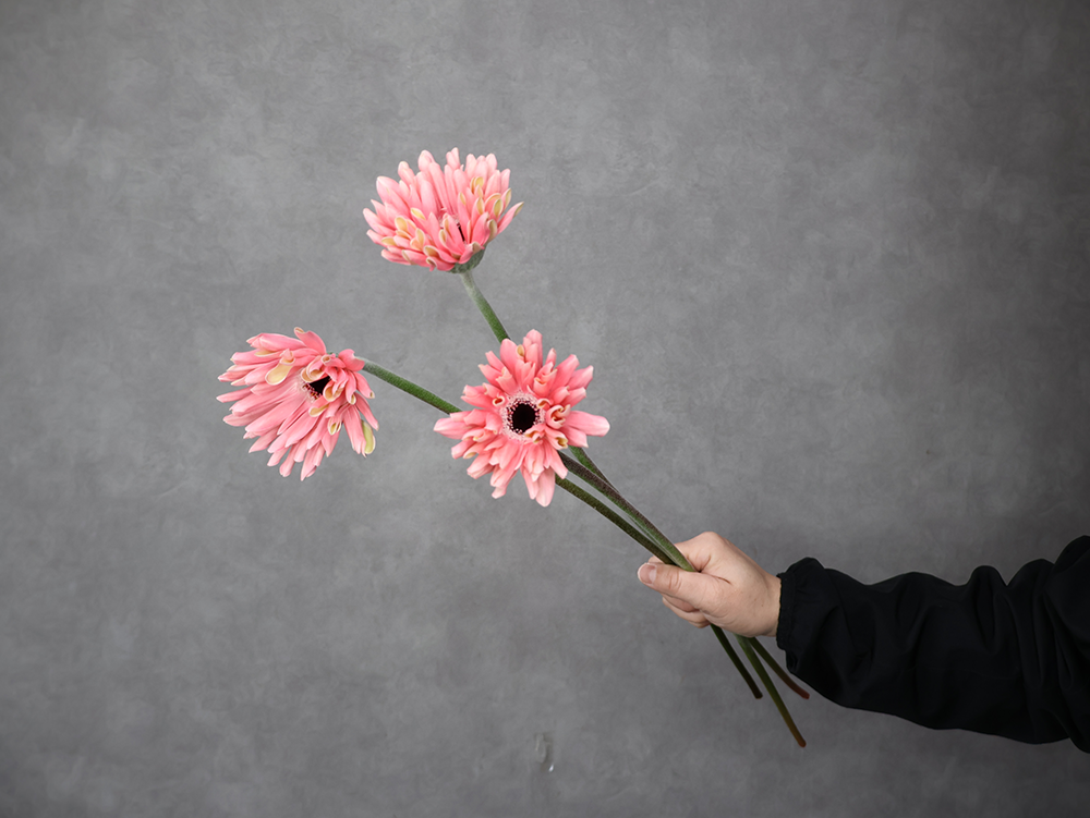 ガーベラ　ＰＮペサロ　L