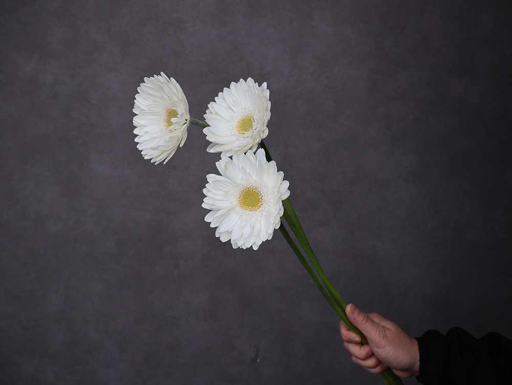 ガーベラ大輪白　シルバースノー ※15本束　L