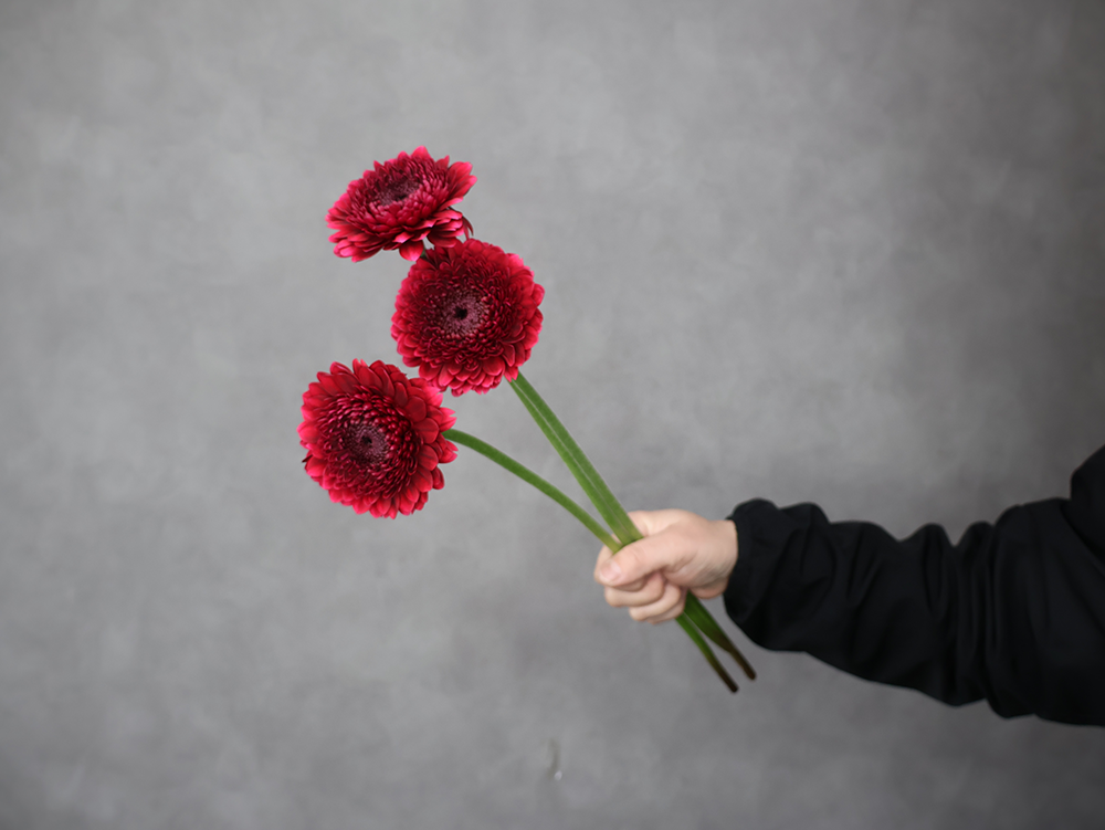 ガーベラ　ボレロネイロネイロ　M