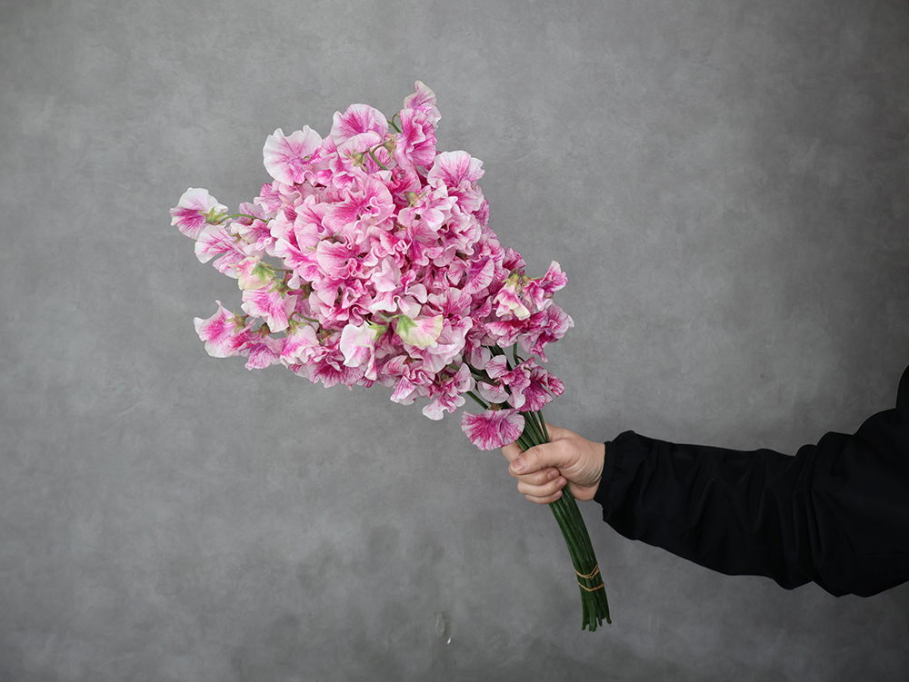 スイトピー　恋かすみ　2L 4輪