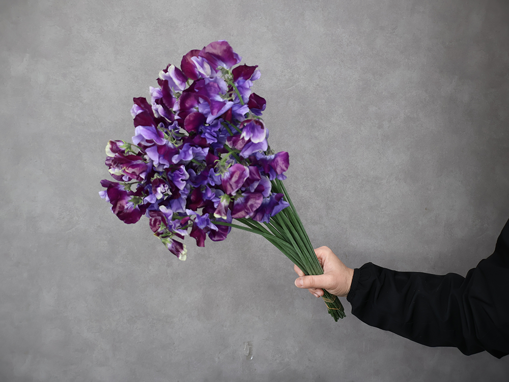 スイトピー　青式部　2L 3-4輪