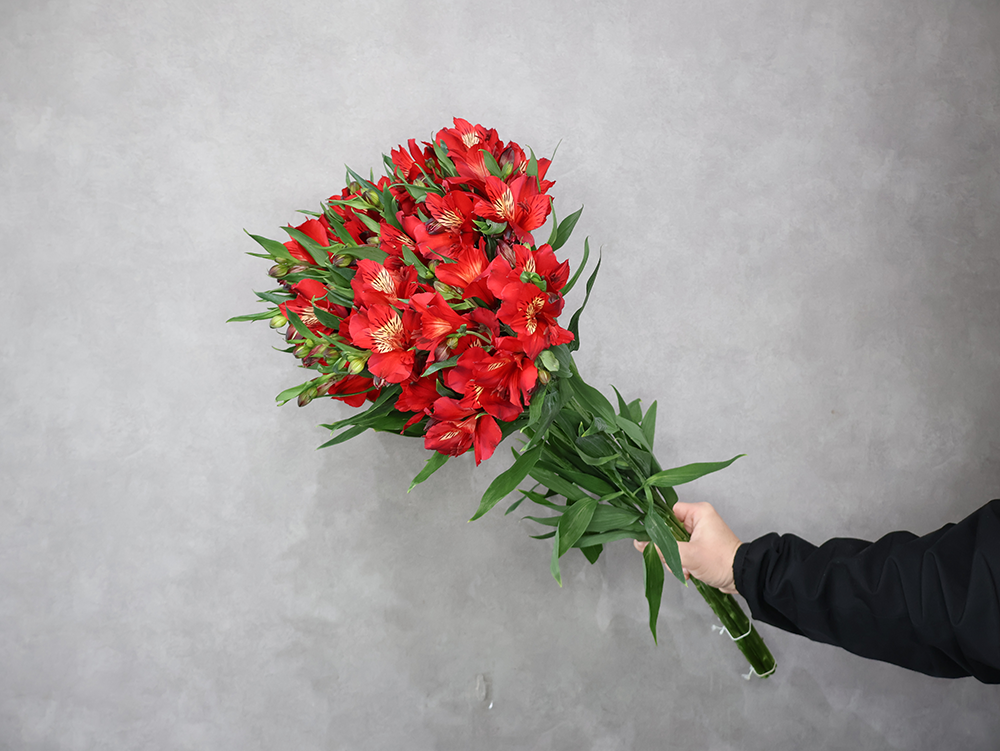 アルストロメリア赤　ルージュ　 70cm