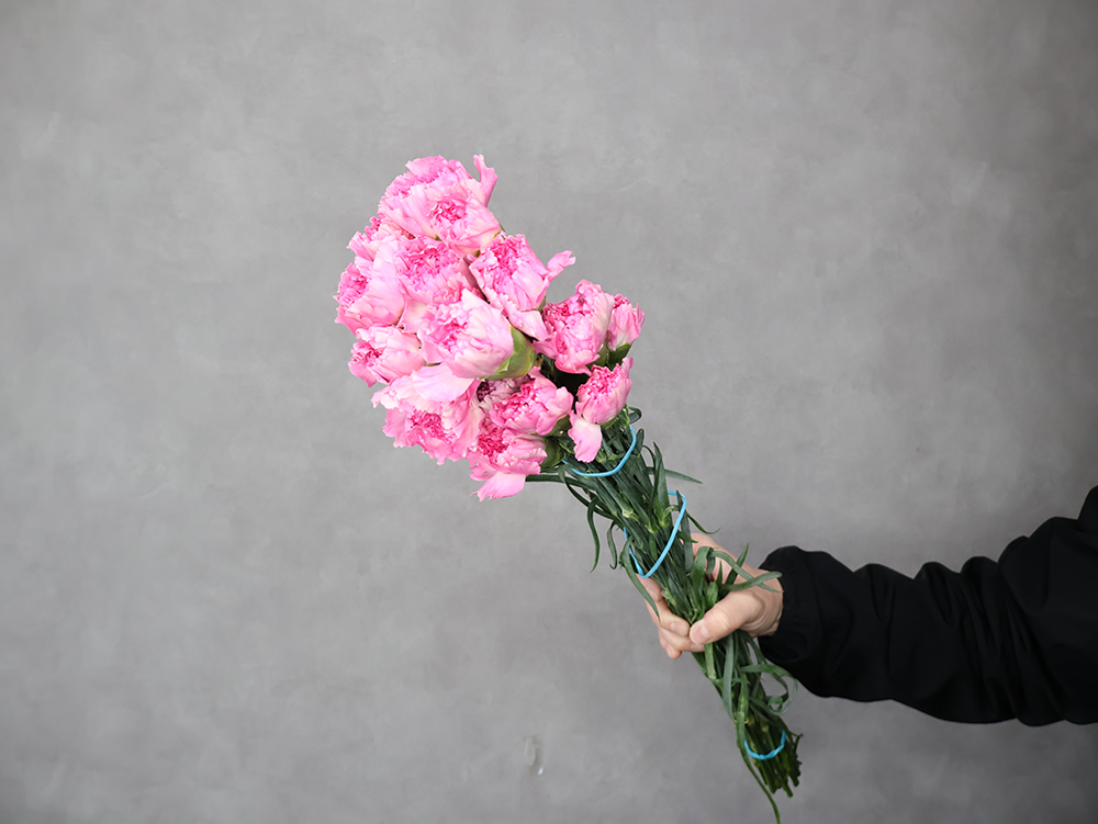 カーネ　ワンダラー　 60cm