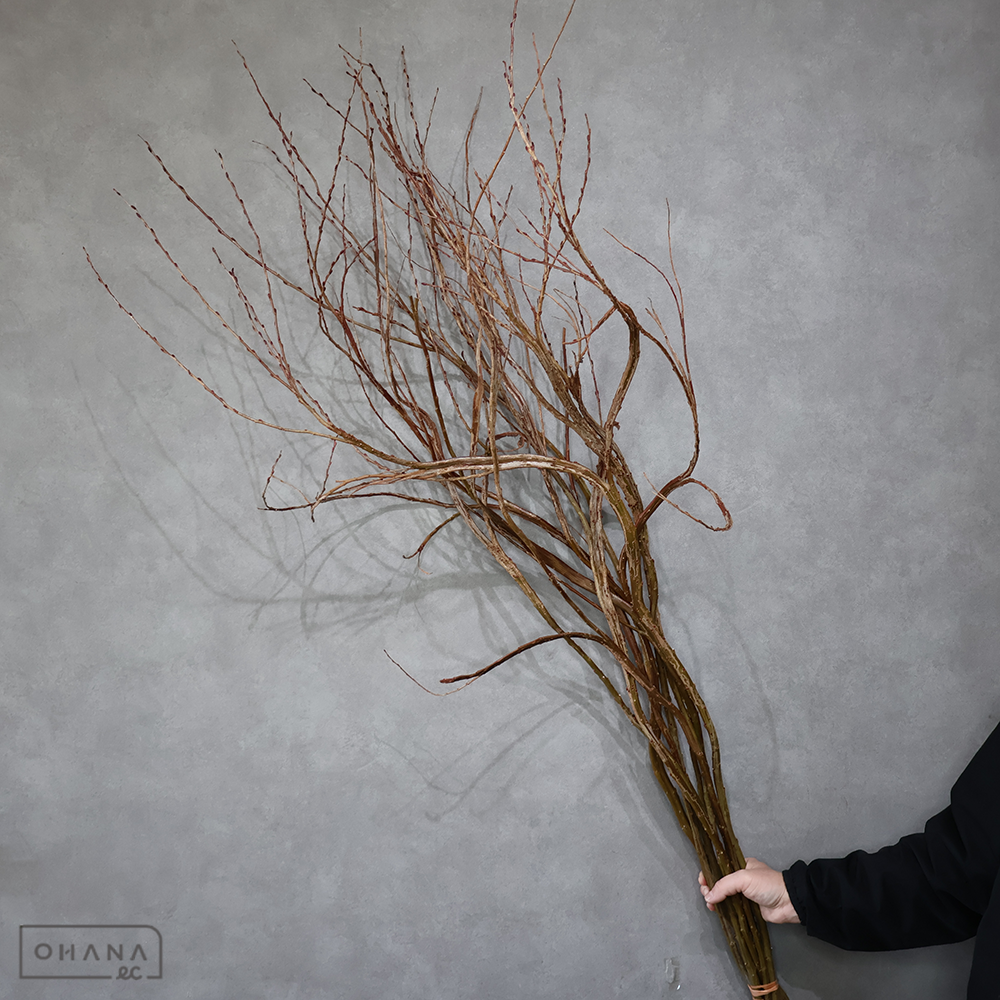 石化柳　  130ｃm