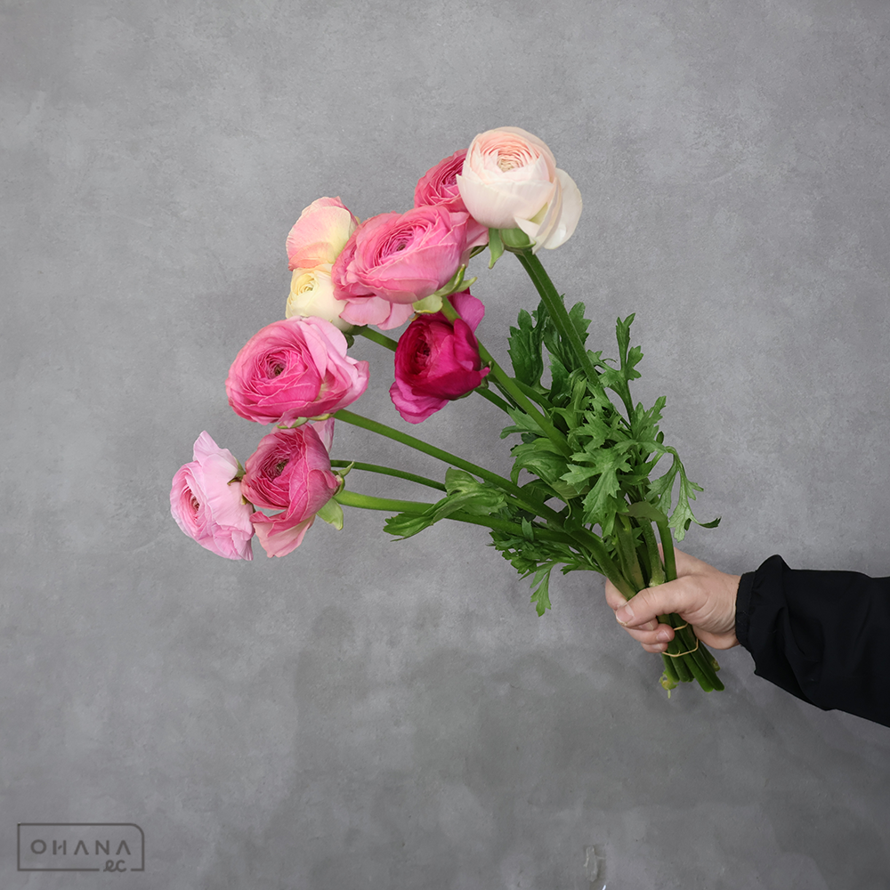 ラナンキュラス　⑤　秀 50cm