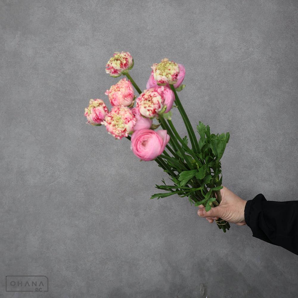 ラナンキュラス　②　秀 50cm