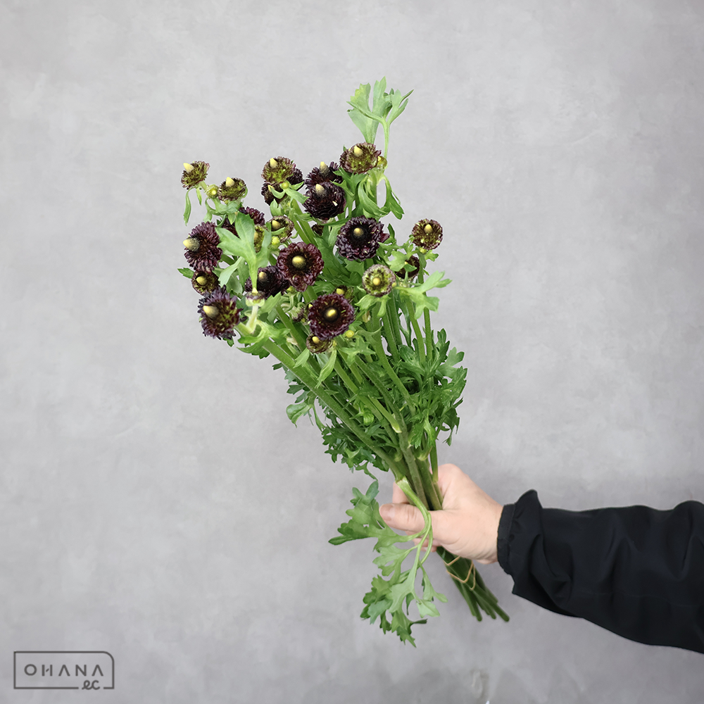 ラナンキュラス　【品種④】　優 50cm