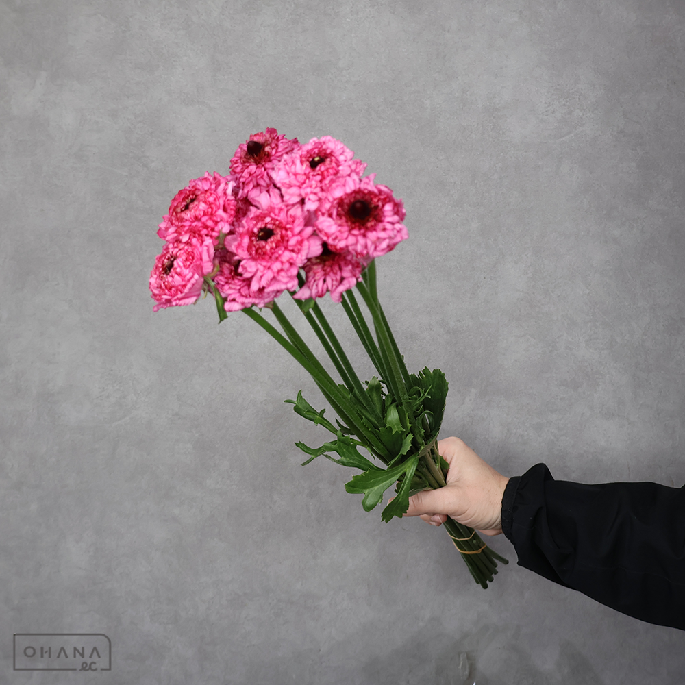 ラナンキュラス　【品種③】　優 50cm