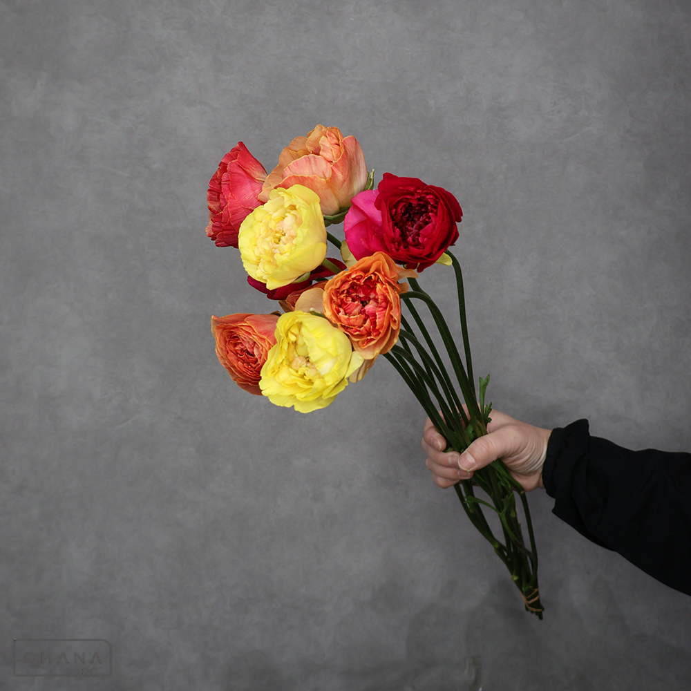 ラナンキュラス　【品種①】　優 50cm