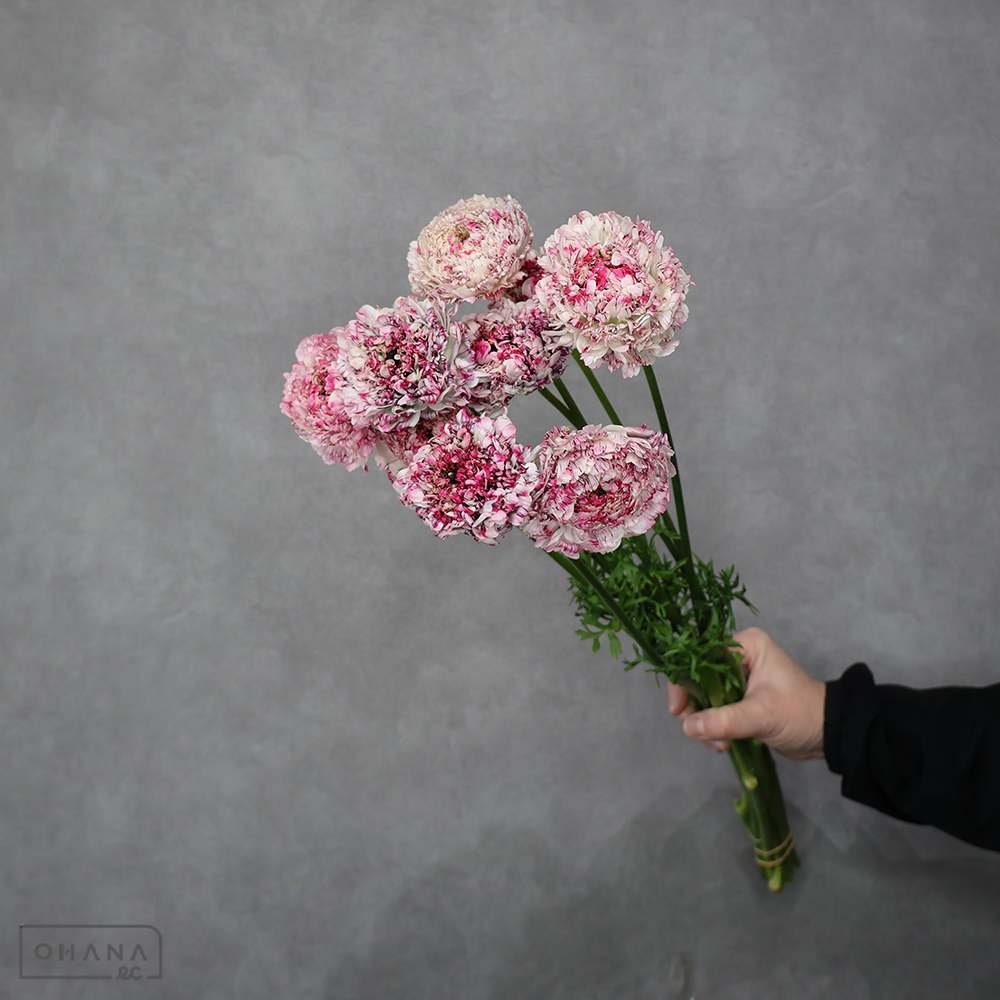 ラナンキュラス　【品種⑤】　優 50cm