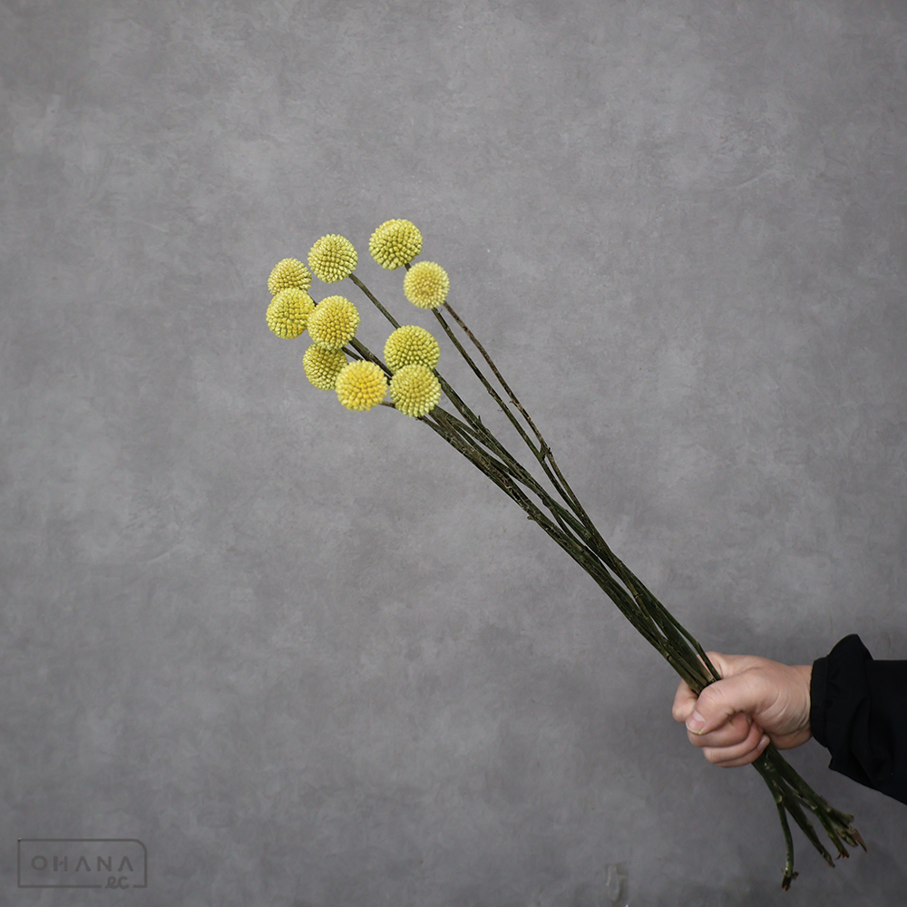 クラスペティア　　60cm