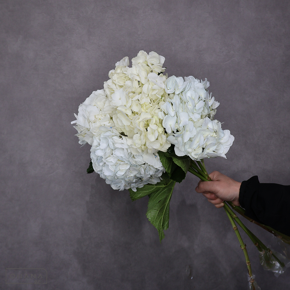 アジサイ ホワイト　60cm 花径16-17cm