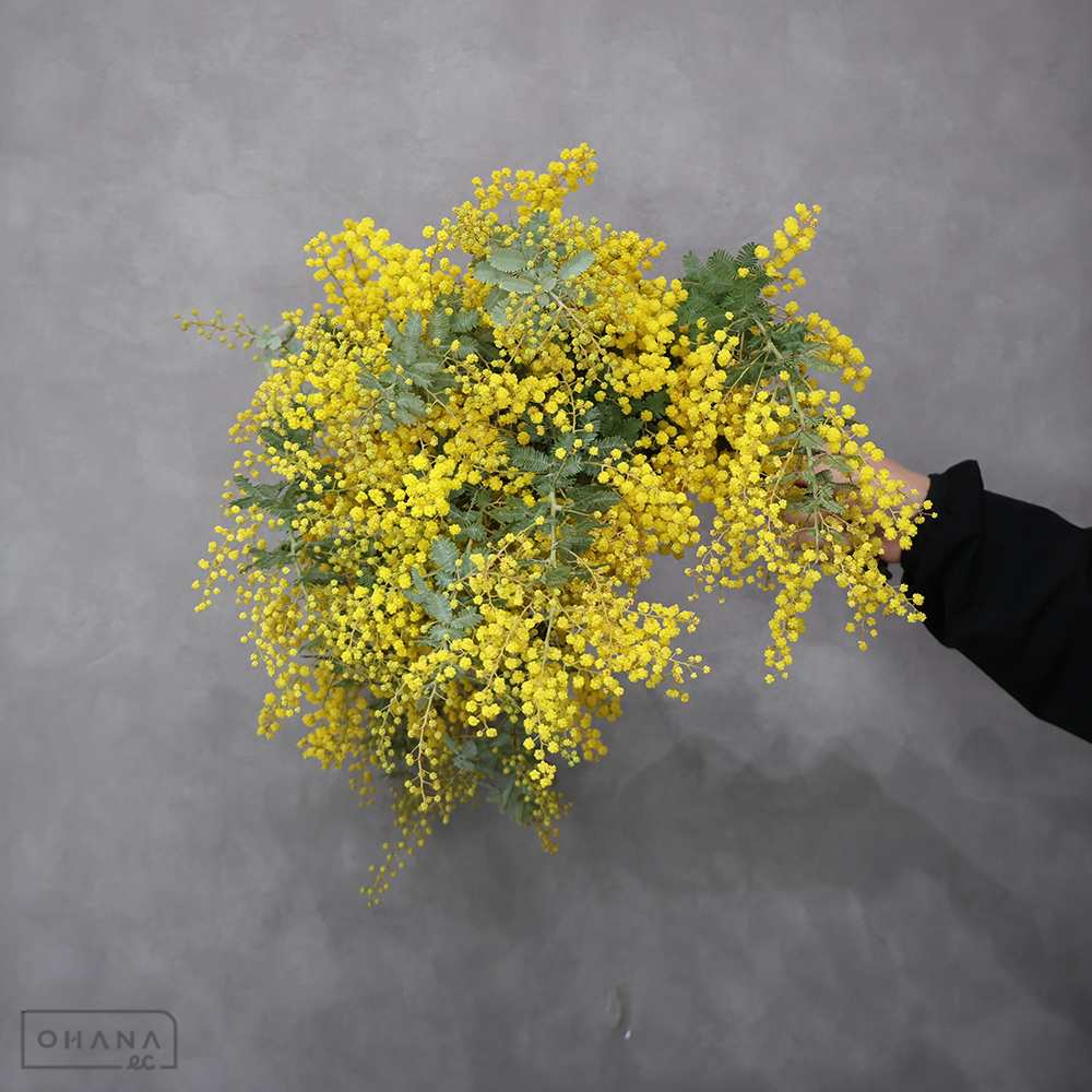 ミモザアカシア　秀 50cm