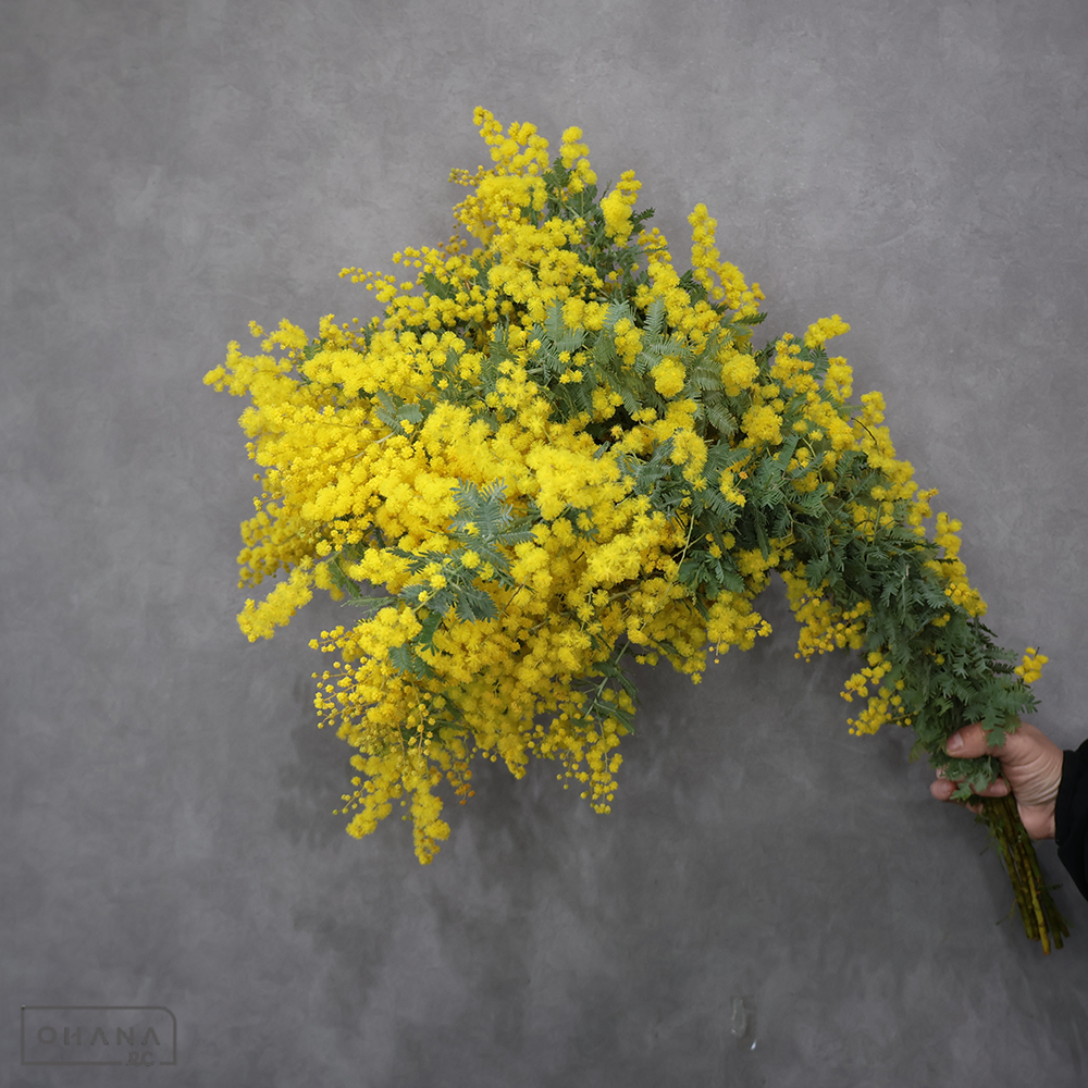 ミモザアカシア　70cm ※5本束