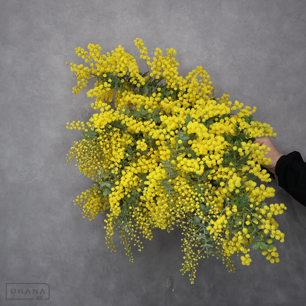 ミモザアカシア　60cm 枝