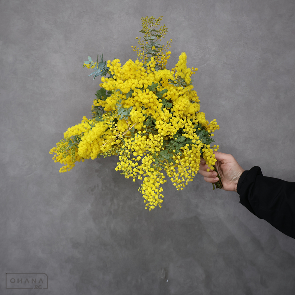 ミモザアカシア　40cm 枝 ツマミ