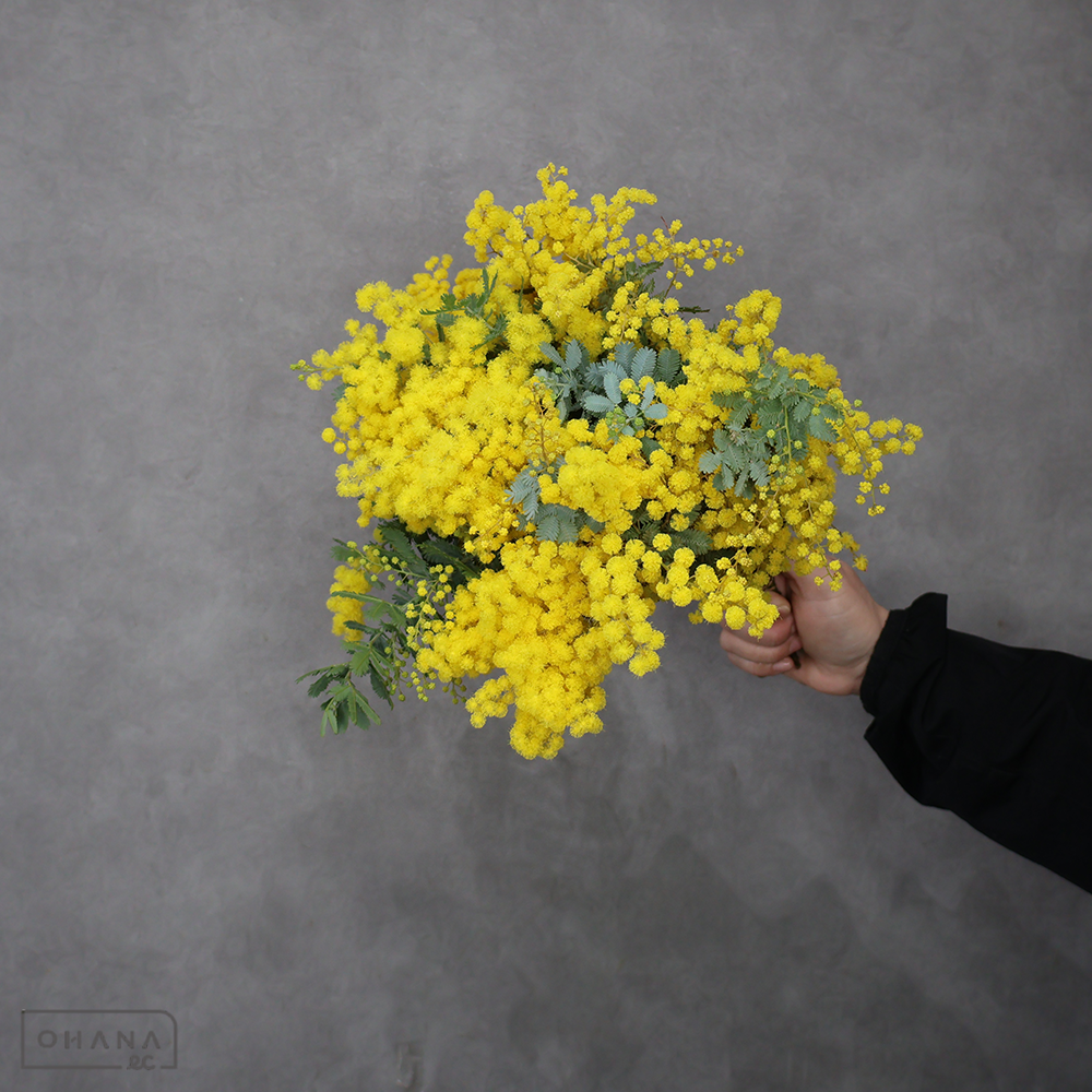 ミモザアカシア　30cm 枝 ツマミ