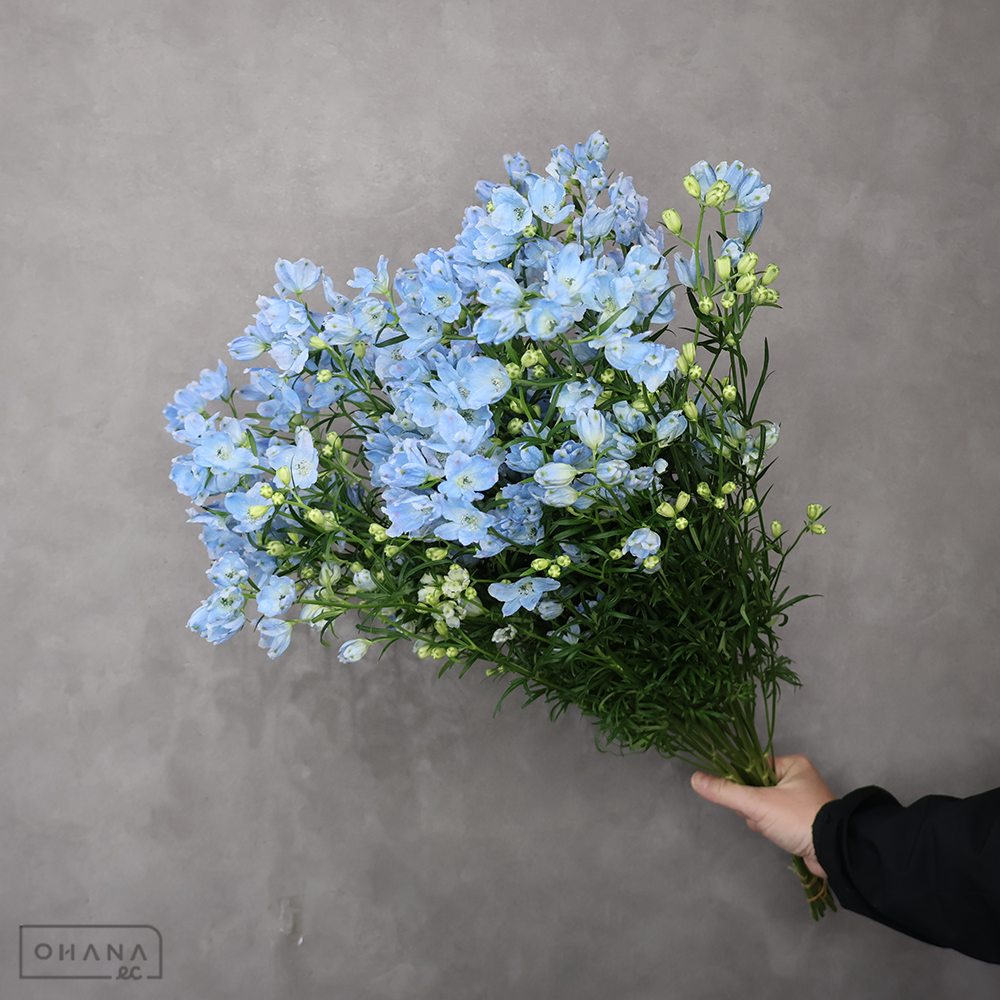 デルフィシネンシス青　ＳＰプラチナブルー　A 60cm