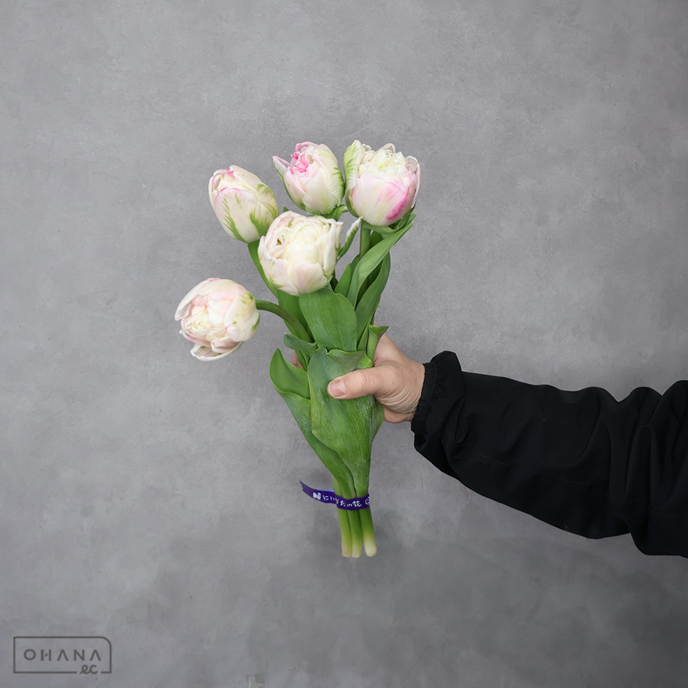 チューリップ複色　マシュマロ　秀 2L