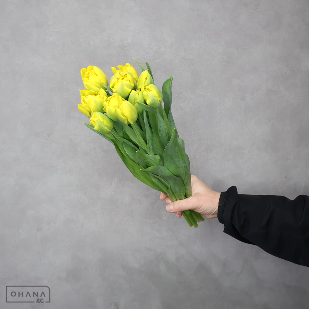 チューリップ八重　黄　マリージョー　秀 2L