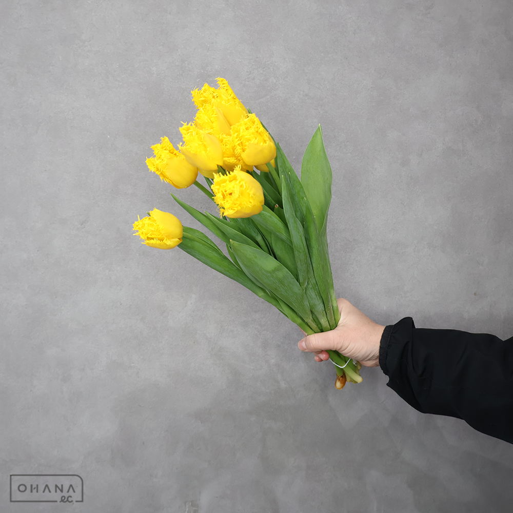 チューリップ黄　ゴールデンステート　秀 2L