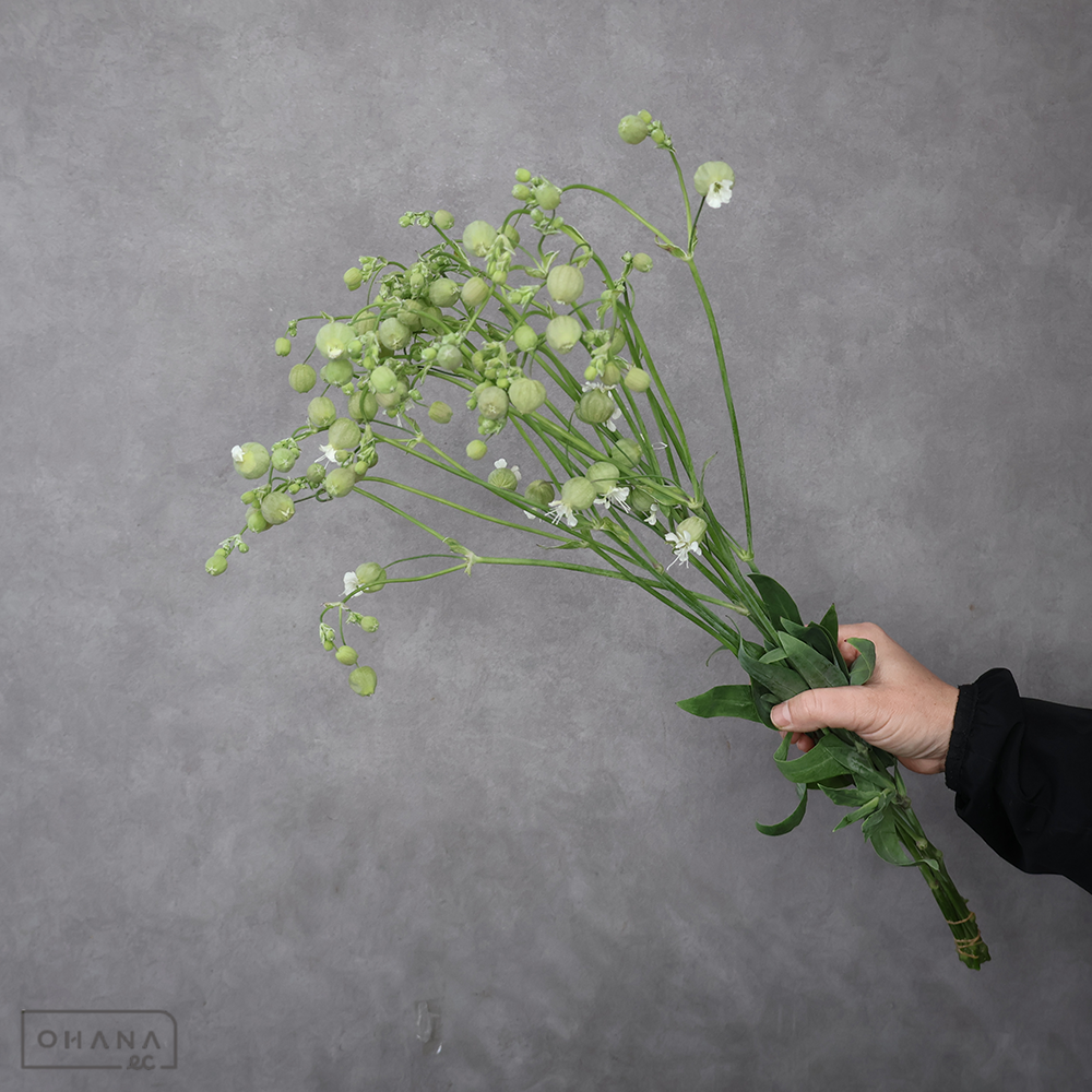 シレネ ブルガリス グリーンベル　60cm