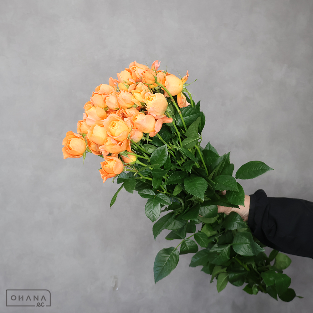 Ｓバラ　ジューシーテラッツア　秀 60cm