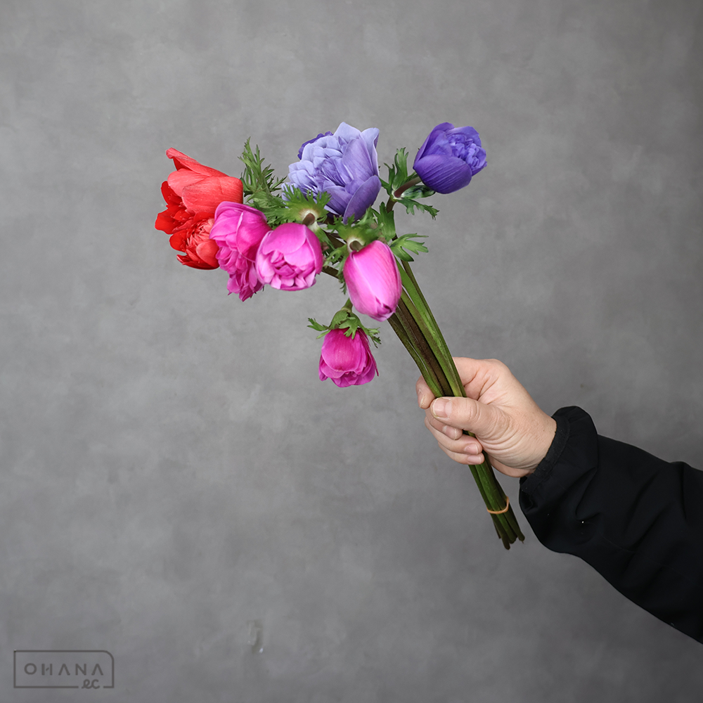 アネモネ　フルスター 八重MIX　秀 40cm