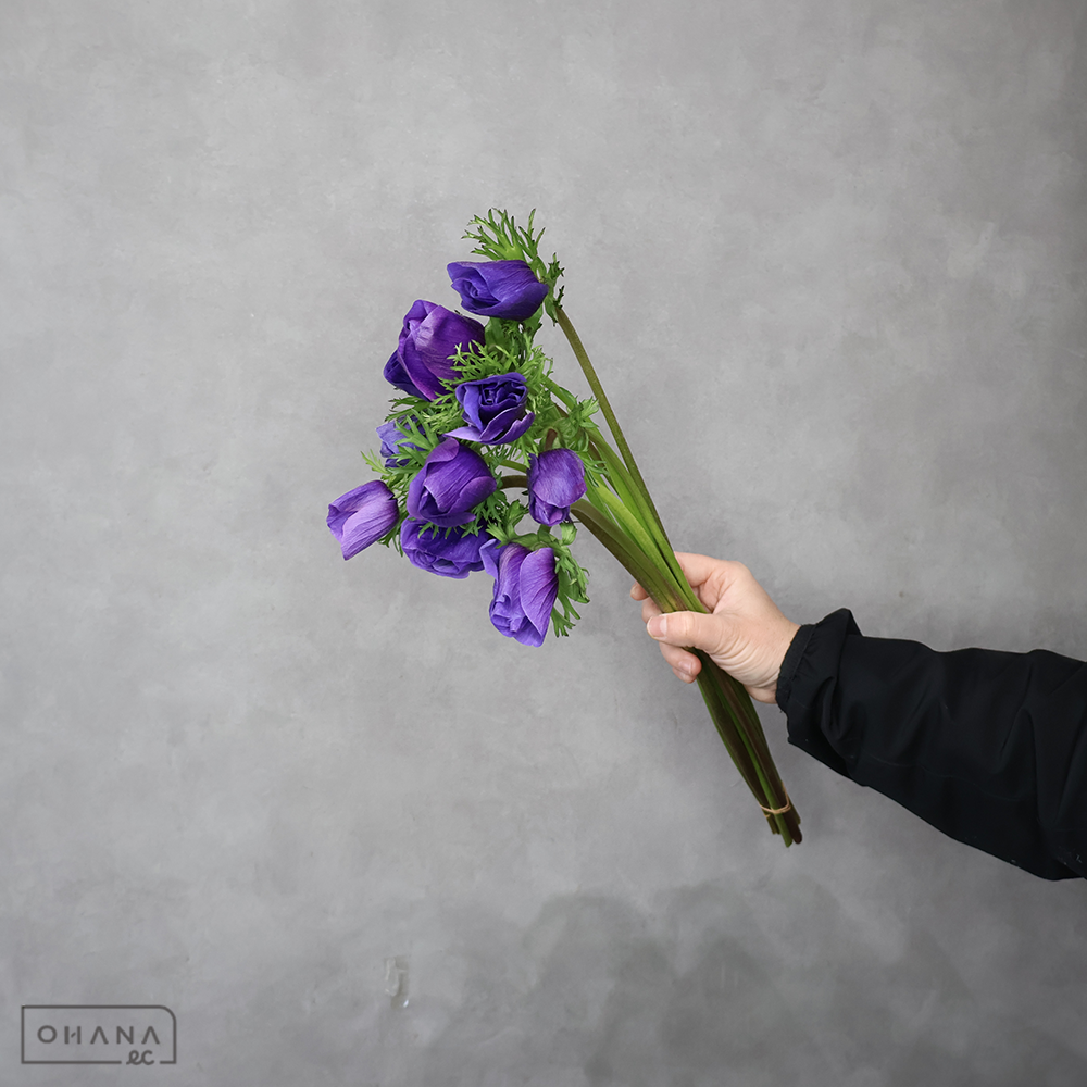 アネモネ　メロンブルー　秀 50cm