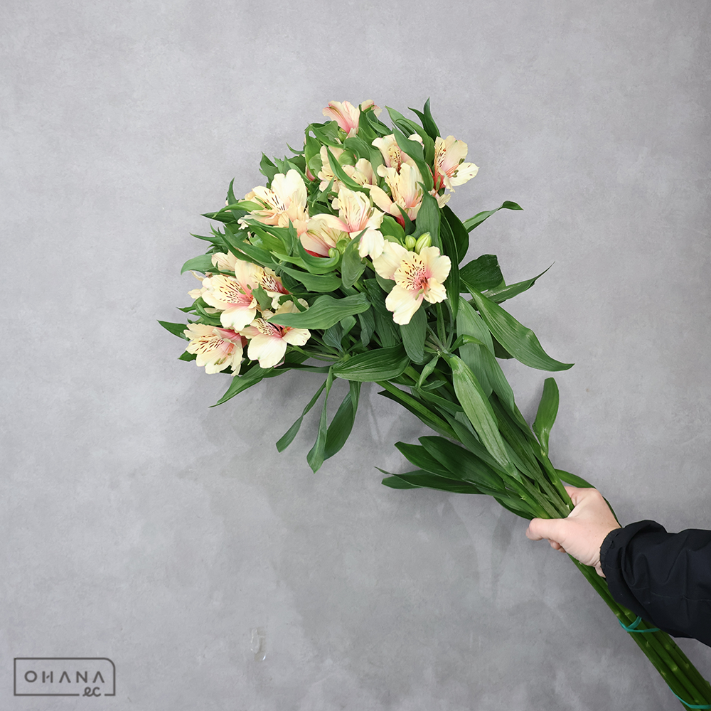 アルストロメーリア　ミルクティ　２Ｌ