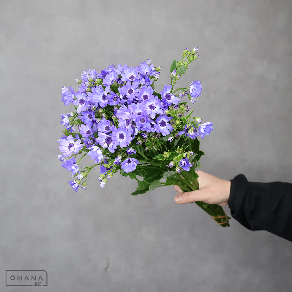 サイネリア　スカイ　秀 50cm