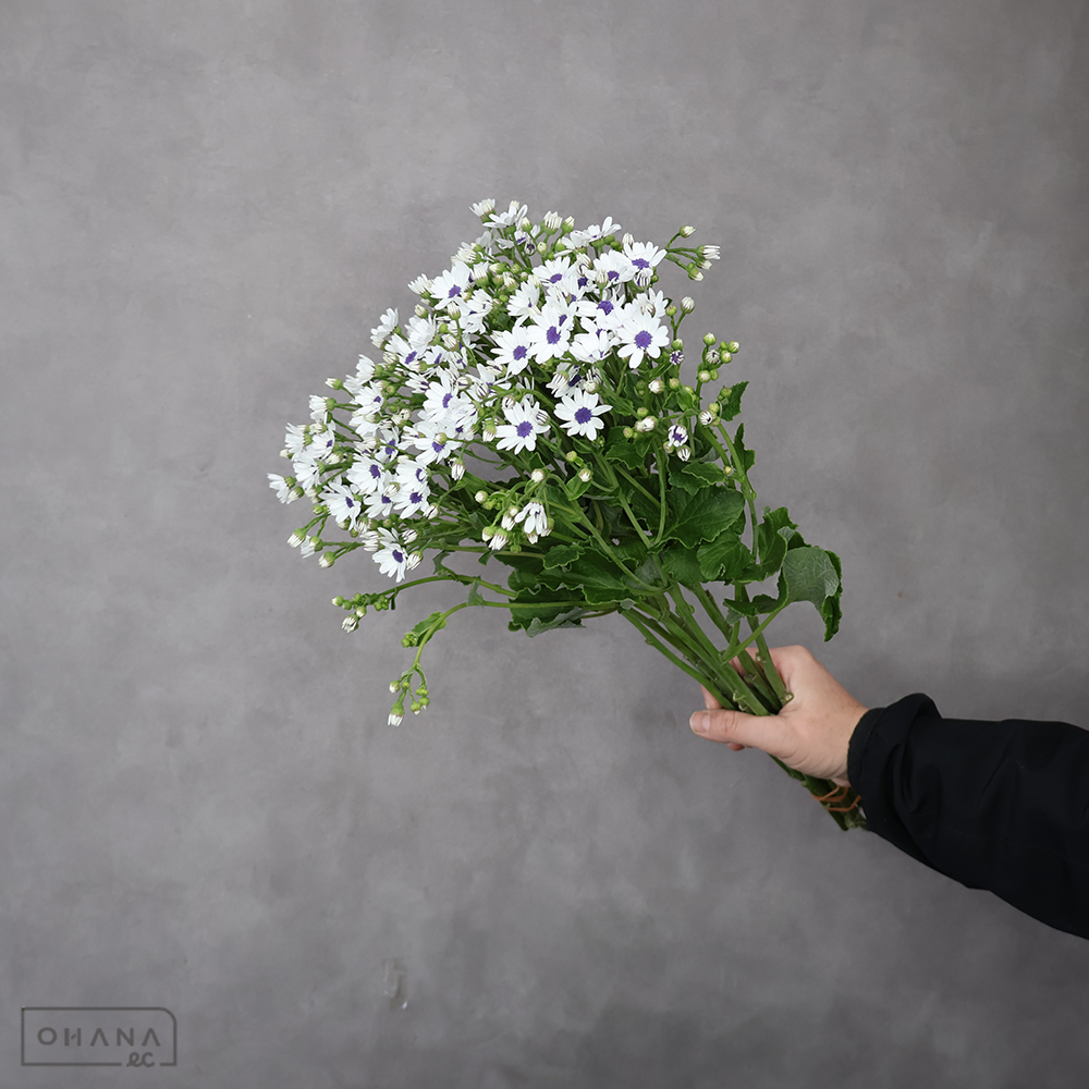 サイネリア　スノーブルーアイ　秀 50cm