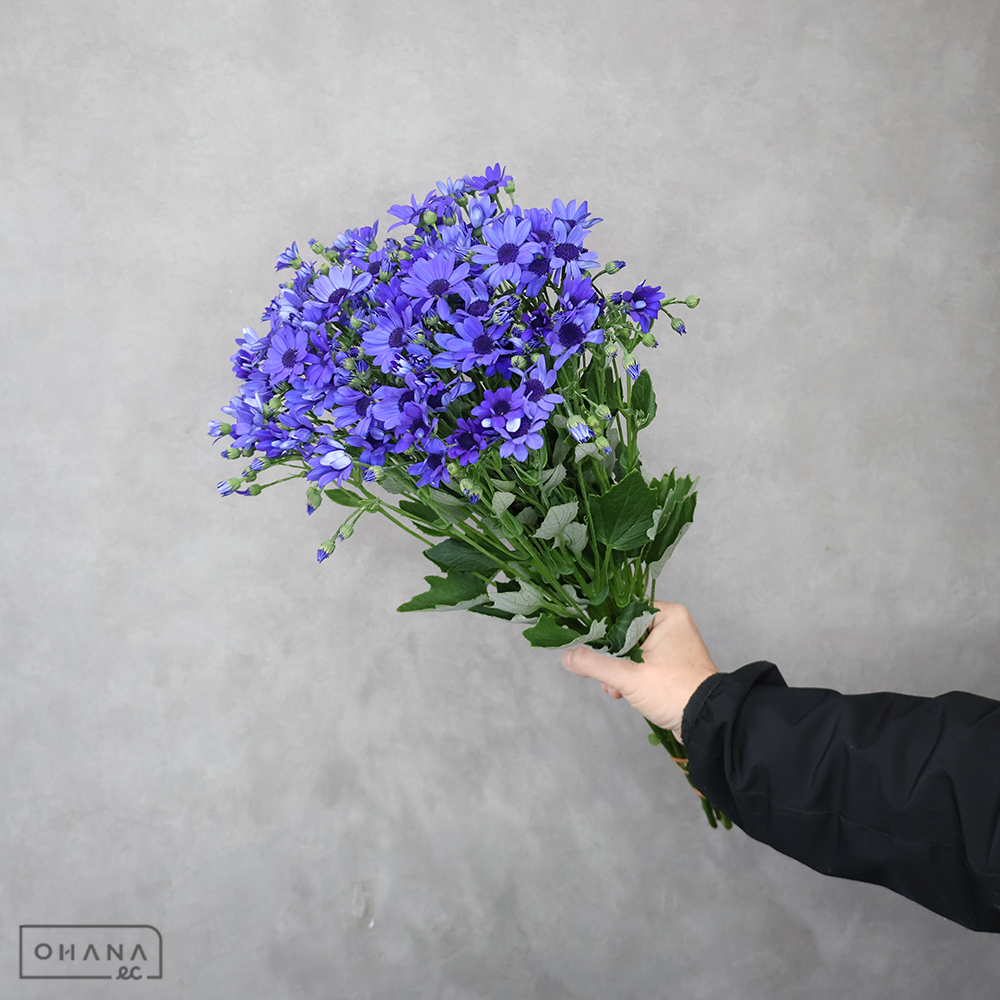 サイネリア　ディープブルー　秀 50cm