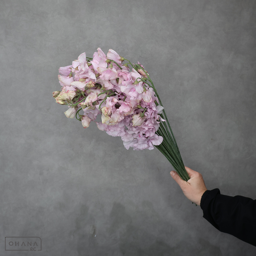 スイートピー　ピンクモーメントスカイ　２Ｌ ４Ｐ