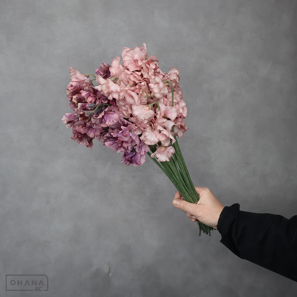 スイートピー　ブラウンＭＩＸ　Ｌ ４Ｐ