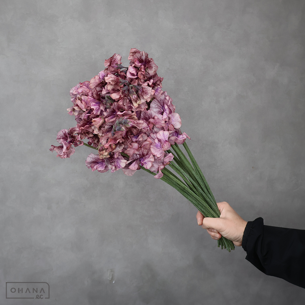 スイートピー　ブルームドショコラ　Ｌ ４Ｐ