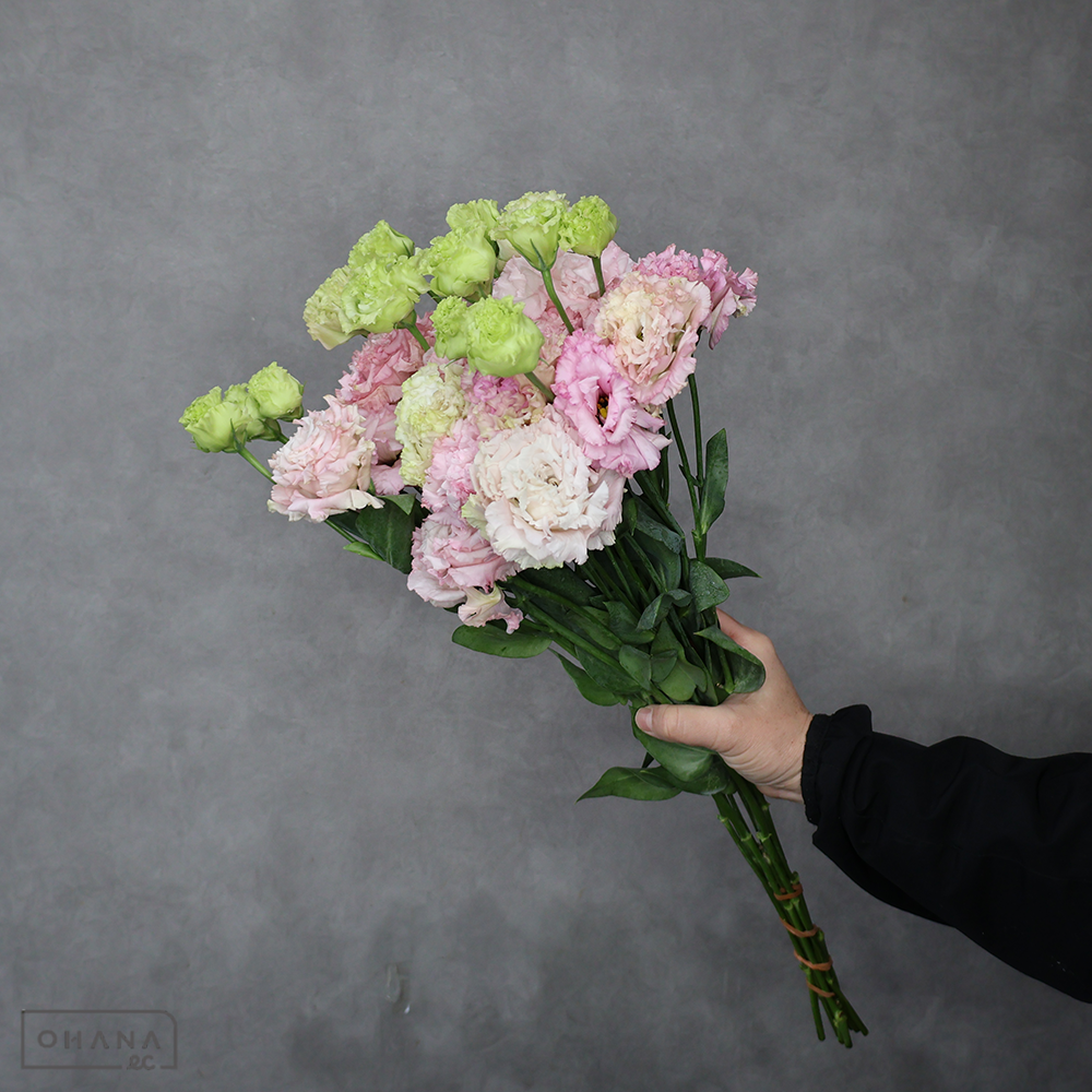 トルコキキョウ　ボヤージュソフトピンク　秀 ２輪 70cm