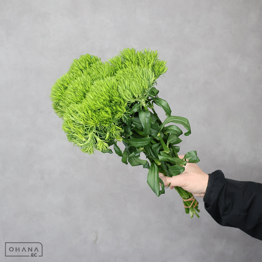 ナデシコ　テマリソウ  グリーンキウイ　秀 50cm