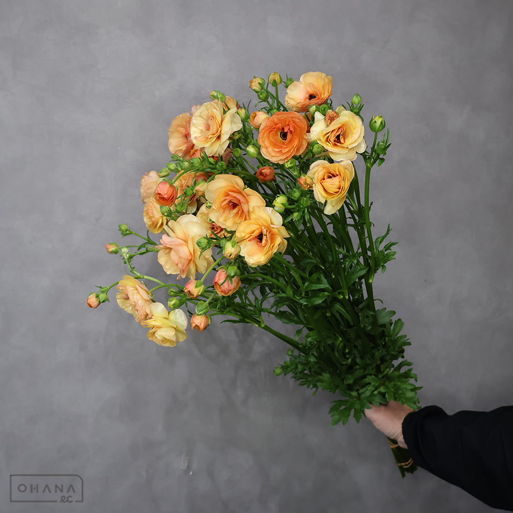 ラナンキュラス　ラックス ベスタリス　秀 60cm