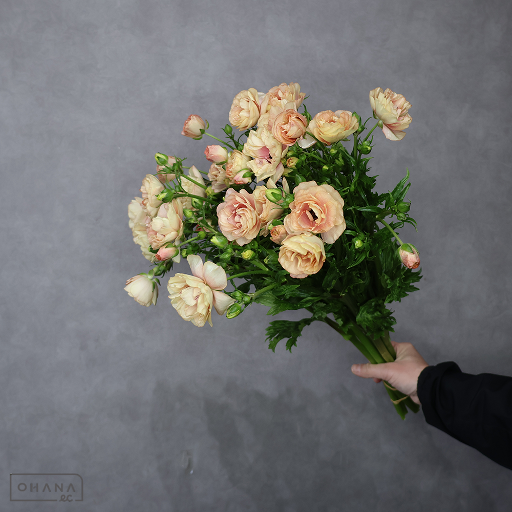 ラナンキュラス　ラックス ヘスティア　秀 50cm