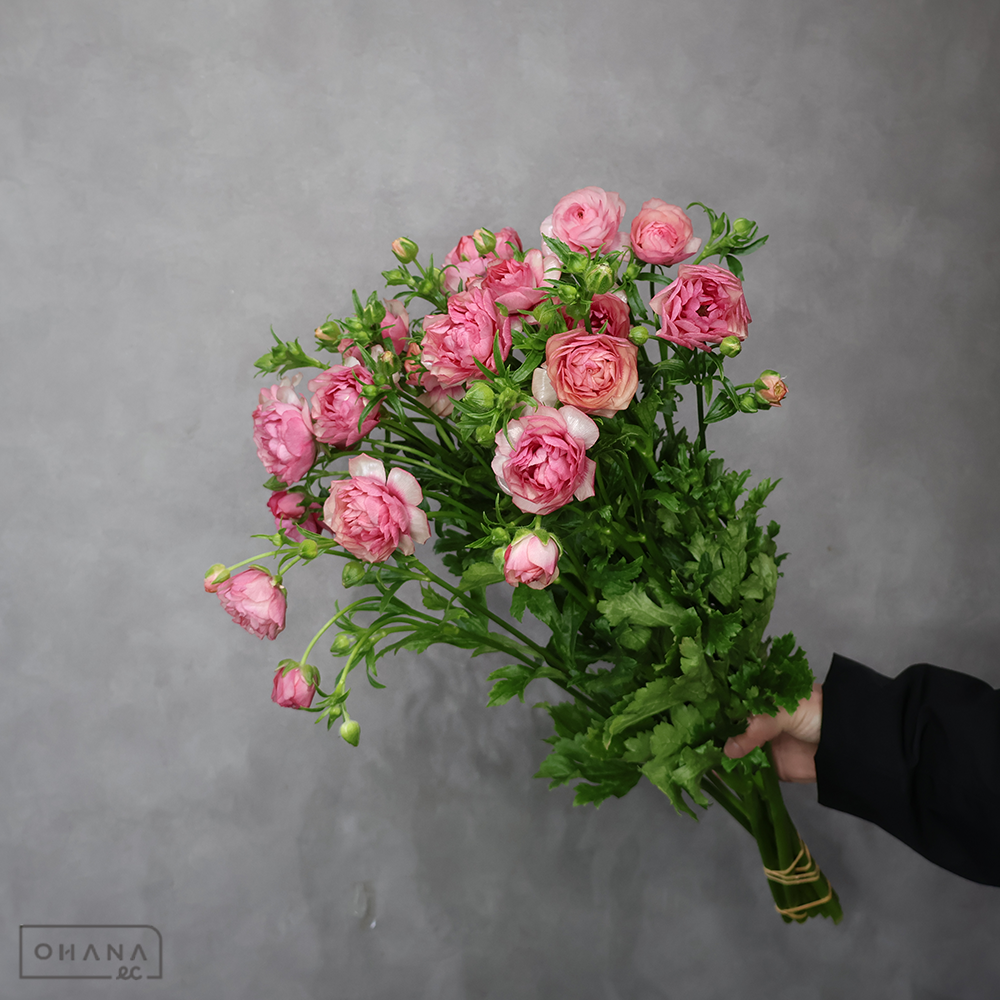 ラナンキュラス　ラックス ヘラ　秀 50cm