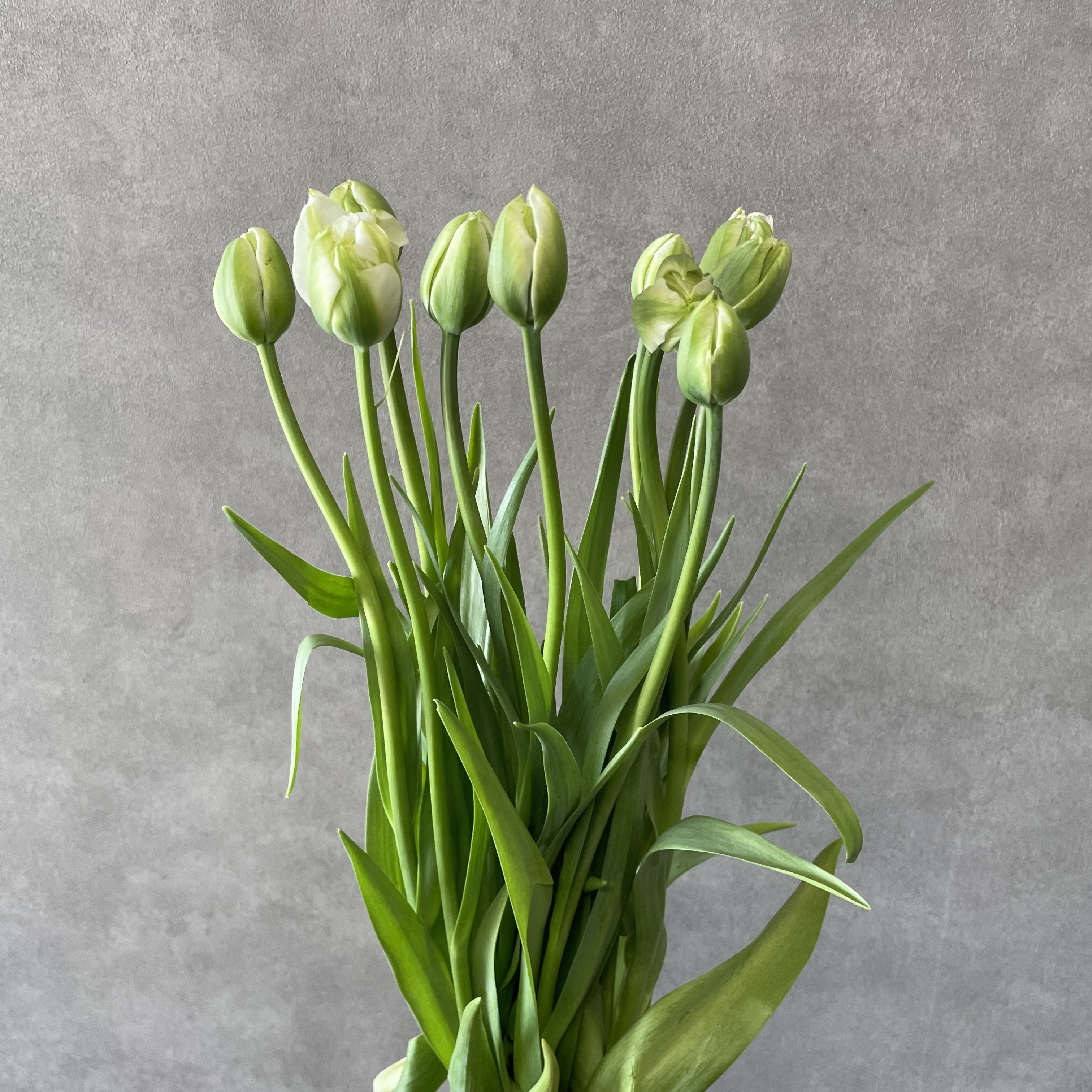 チューリップ八重　白　ノースキャップ　秀2L