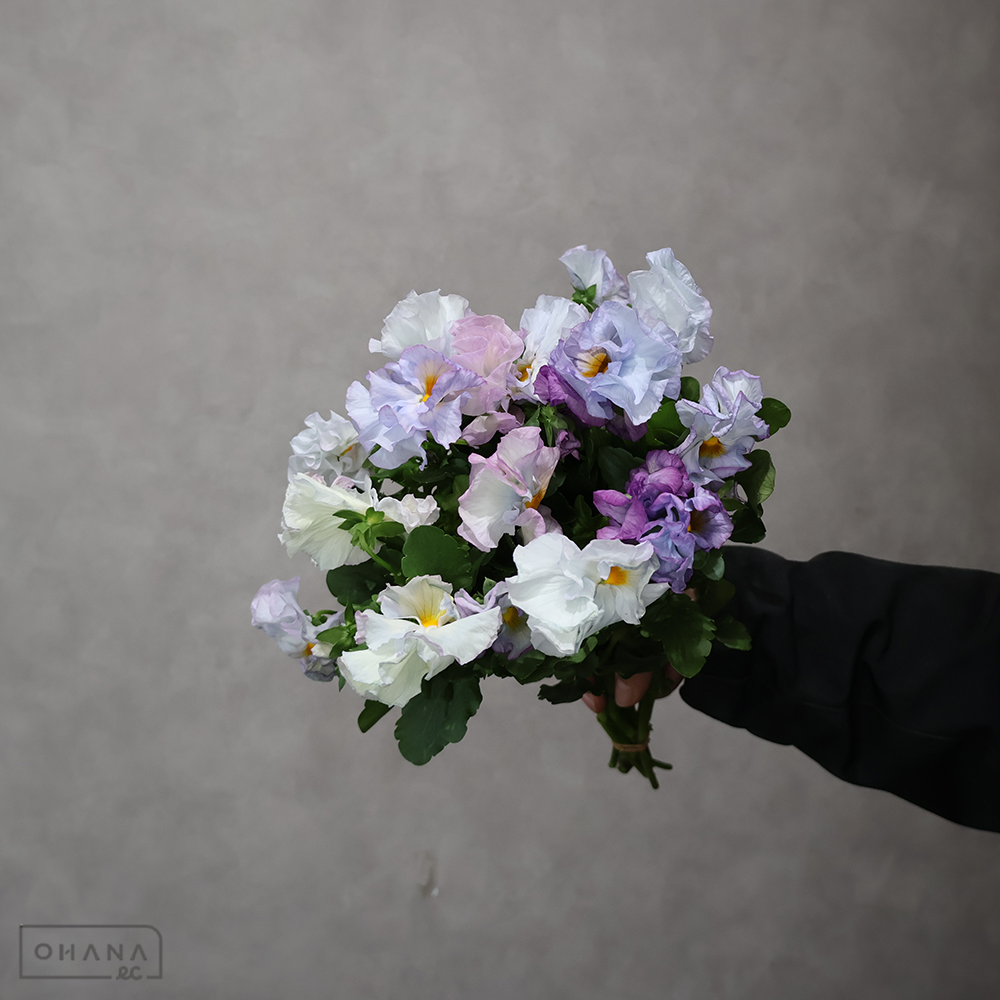 スミレ　ソフトライトアズールリモネ　 みやび花園