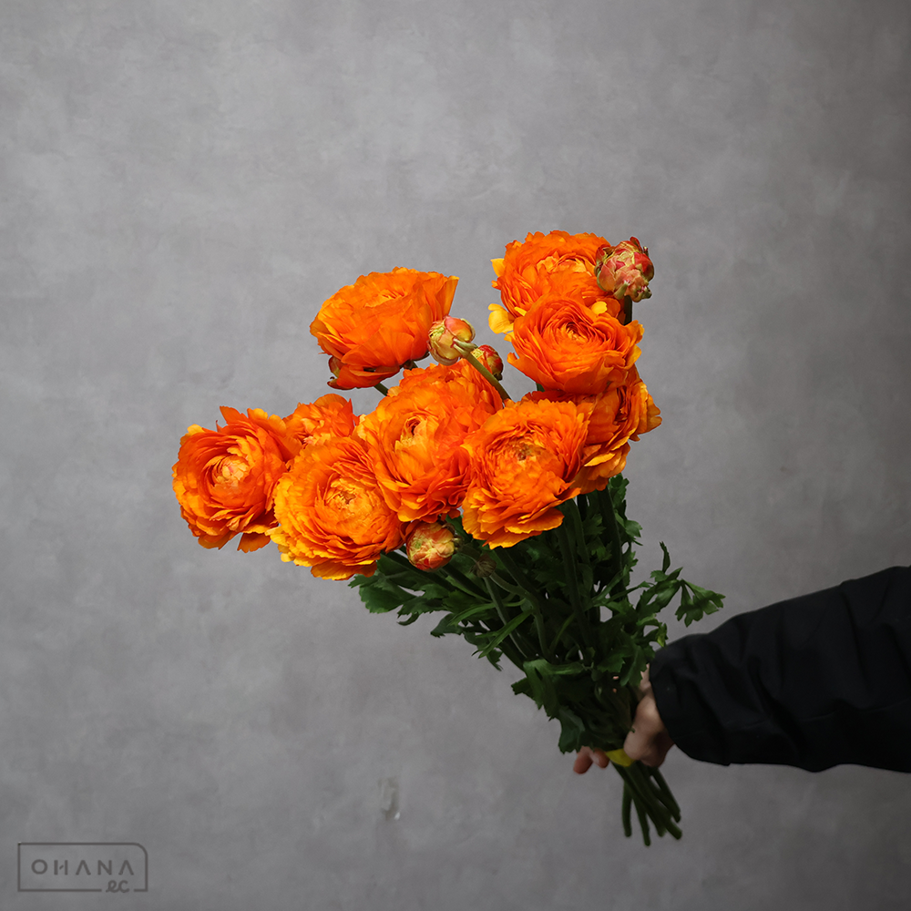 ラナンキュラスオレンジ　ＰＯＮ　ガーフィールド　 50cm