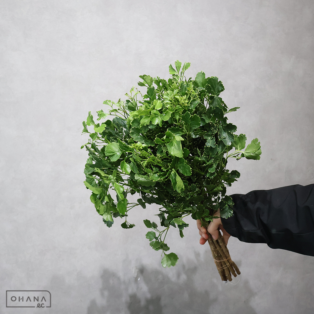 丸葉ポリシャス　 55-50