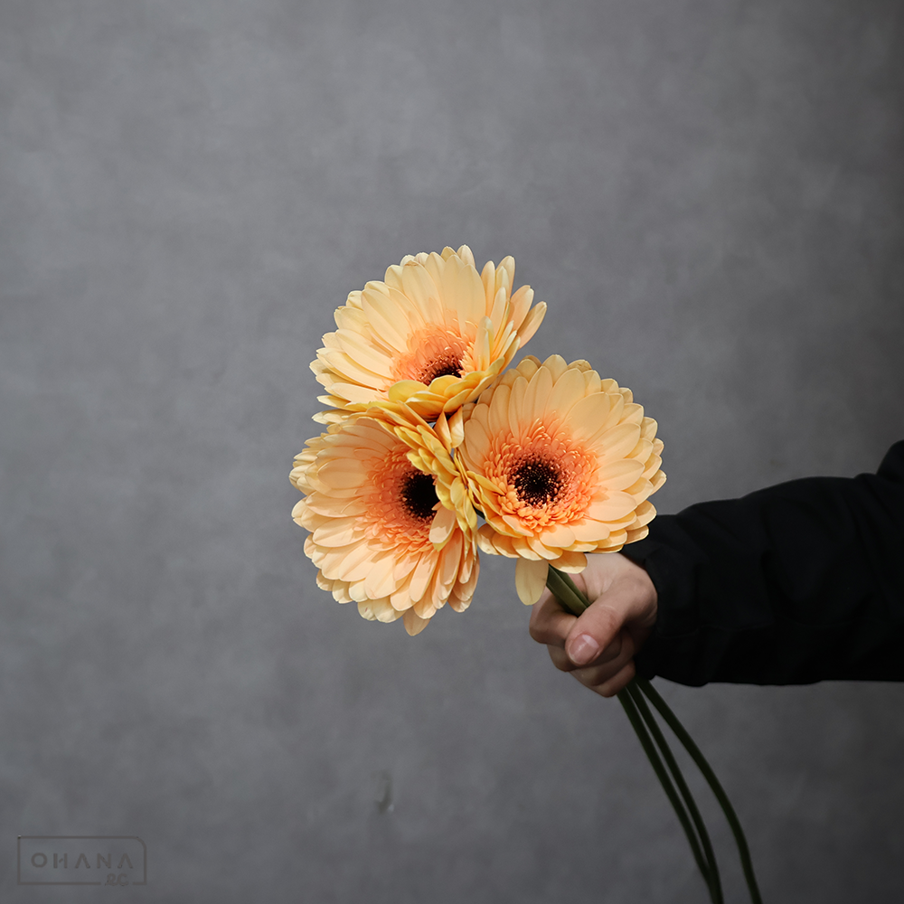 ガーベラ大輪複色　アルパカ　秀 50cm