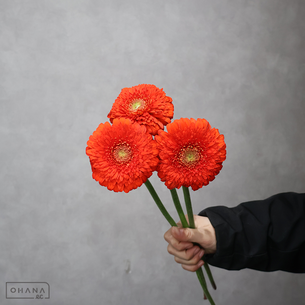 ガーベラ小輪オレンジ　フォジー ※25本束　秀L