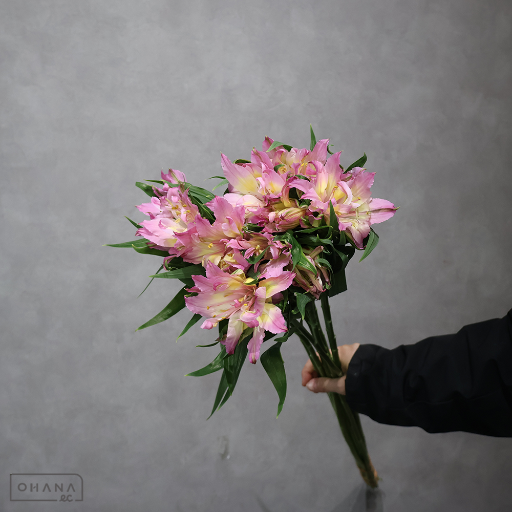 アルストロメリアピンク　クルサ（淡ピンク）　 80cm 曲り